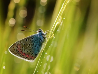 Allt om att fotografera makro