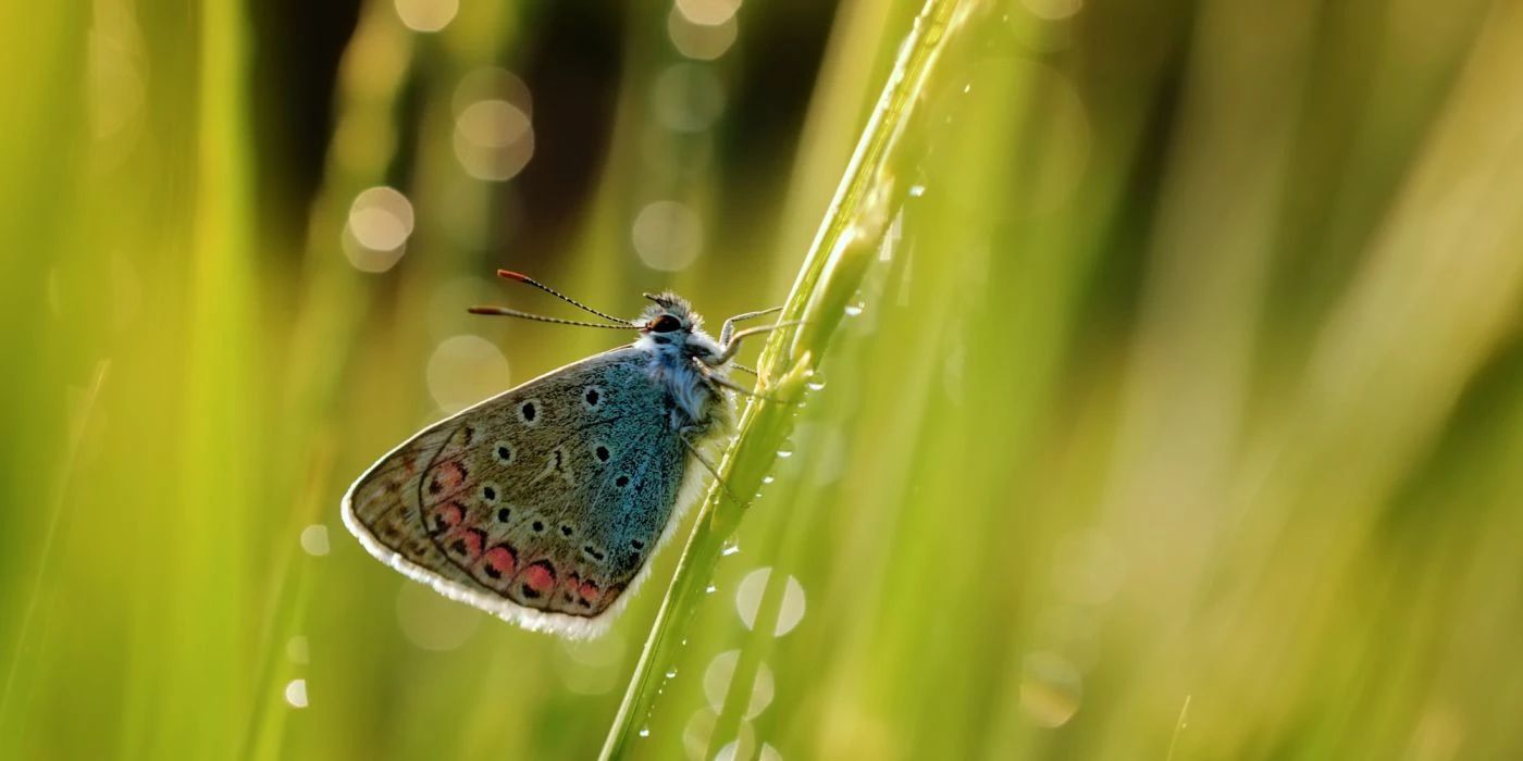 Allt om att fotografera makro